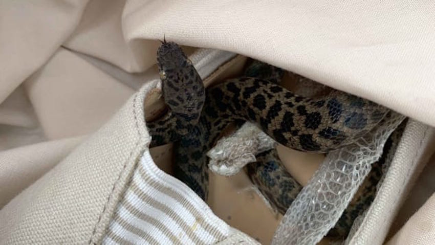 Pitón en un zapato.